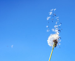 The magic of a dandelion, Attribution: http://www.flickr.com/photos/nerdegutt/ The magic of a dandelion, Attribution: http://www.flickr.com/photos/nerdegutt/