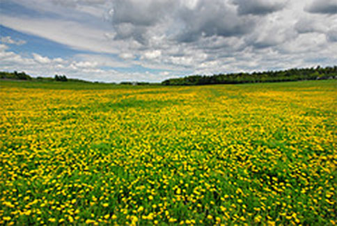 Field of Dandelions Field of Dandelions